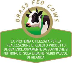 grass fed cows