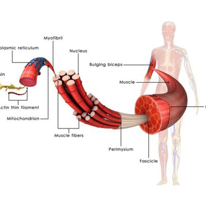 BCAA, la pappa dei tuoi muscoli