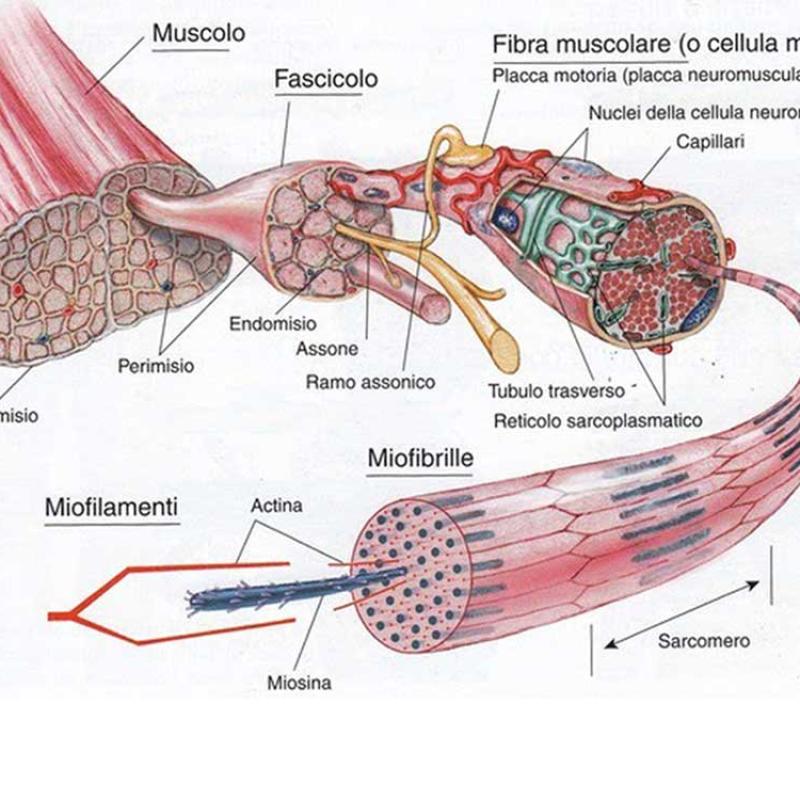 Meglio ipertrofia o forza?