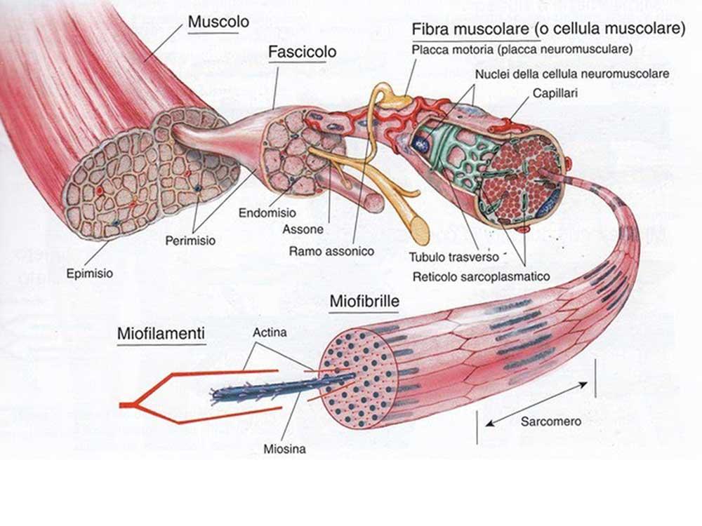 Meglio ipertrofia o forza?